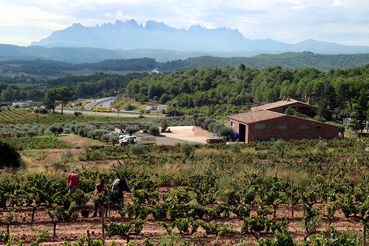 Les glaçades tardanes i les pedregades condicionen la verema a la DO Pla de Bages tot i que serà de “millor qualitat”