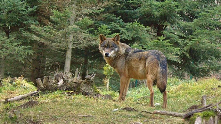 Neix un grup de treball sobre el llop per anticipar-se a una possible presència de més exemplars a Catalunya