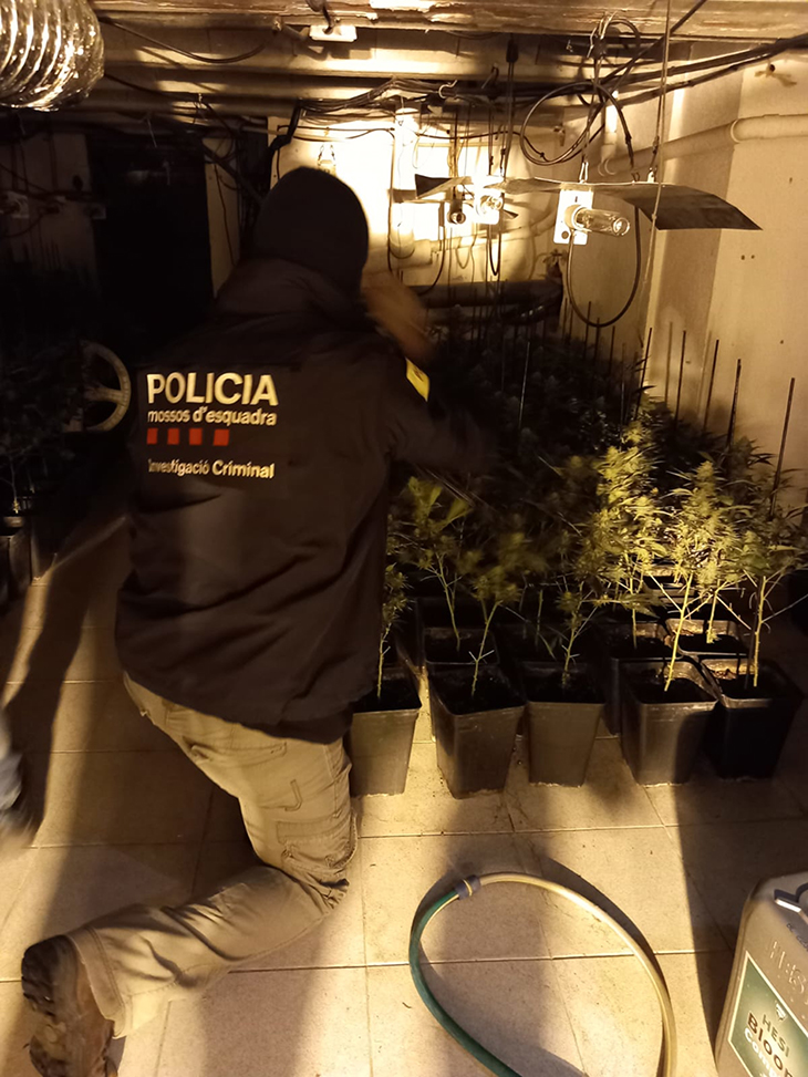 Dos detinguts durant el desmantellament d'una plantació de marihuana a Vilafant