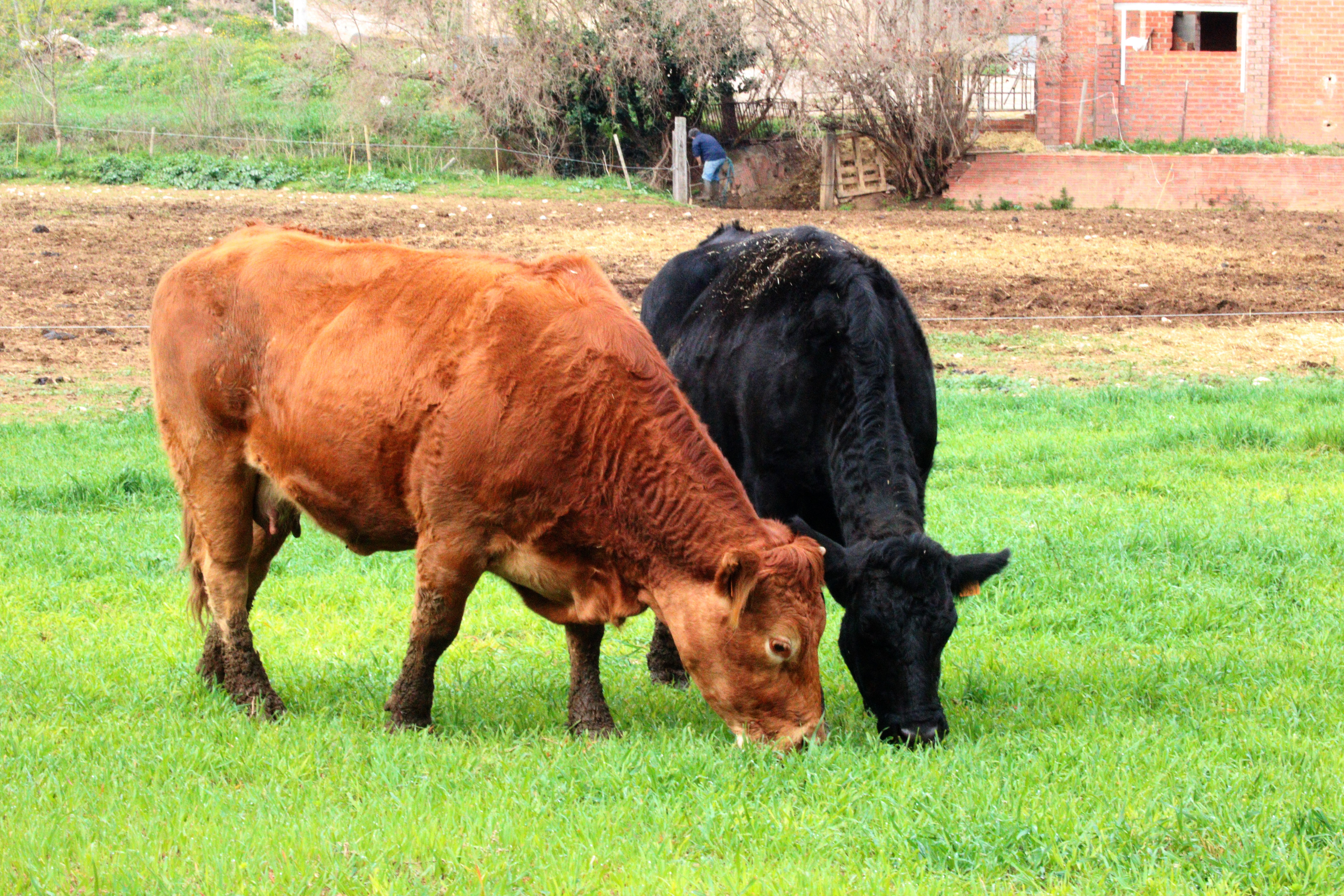 Les últimes pluges garanteixen un "bona quantitat" de farratges als pagesos gironins per alimentar el bestiar