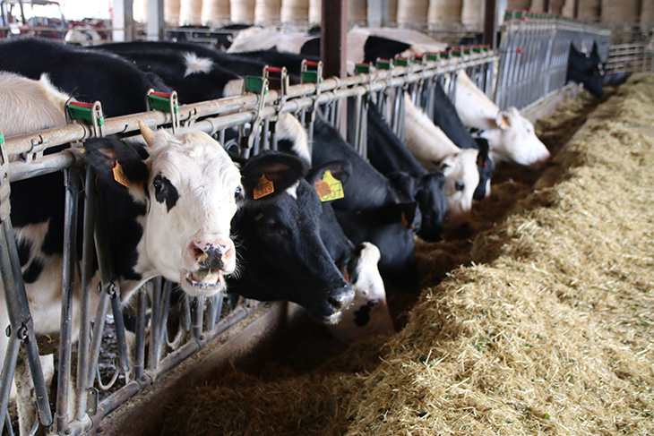 La crisi de preus de la llet i la manca de relleu s'emporten el 43% de les granges gironines durant l'última dècada