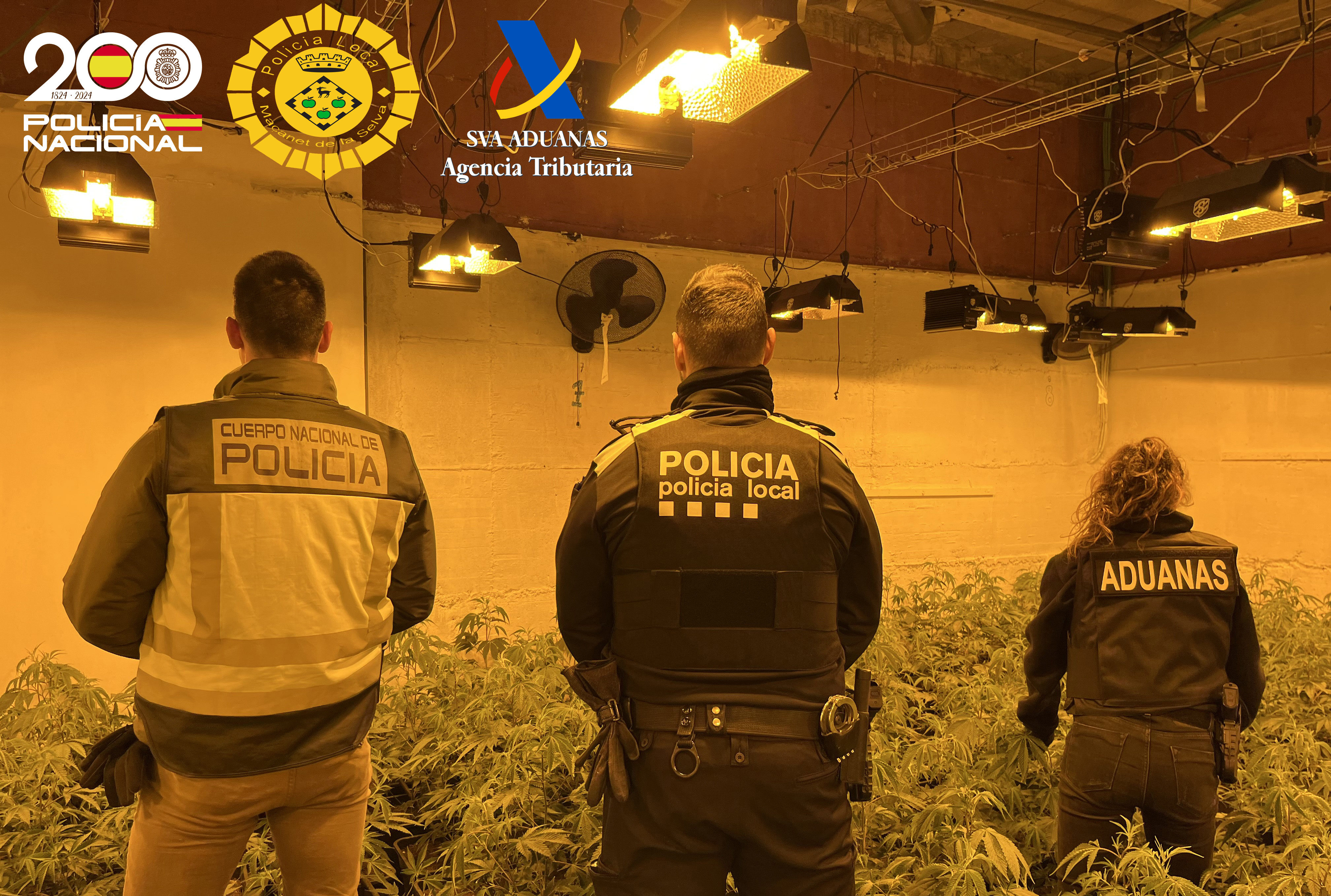 Detenen dues persones que tenien més de 500 plantes de marihuana en dues cases a Maçanet de la Selva