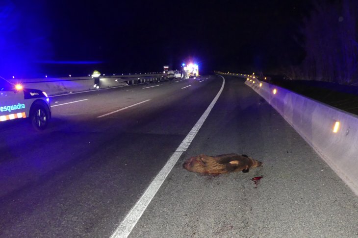El 39% dels accidents a les carreteres gironines deriven de la irrupció de fauna salvatge a la calçada