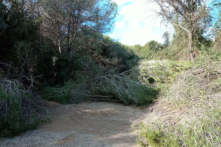 La tala vandàlica d'arbres a Vilademuls continua amb divuit pins més serrats en un camí