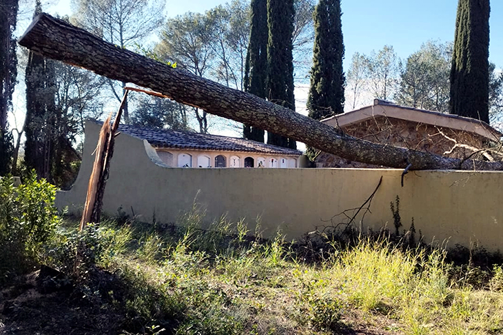 Vilademuls denuncia als Mossos que un vàndal es dedica a talar arbres perquè caiguin damunt instal·lacions municipals