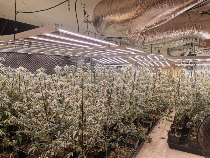 Un detingut i una investigada per un cultiu amb 349 plantes de marihuana a Peralada