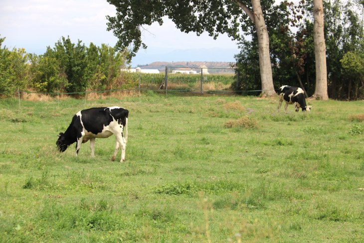 Agricultura confirma un segon cas de dermatosi nodular a Girona i començarà a vacunar dimecres contra el brot