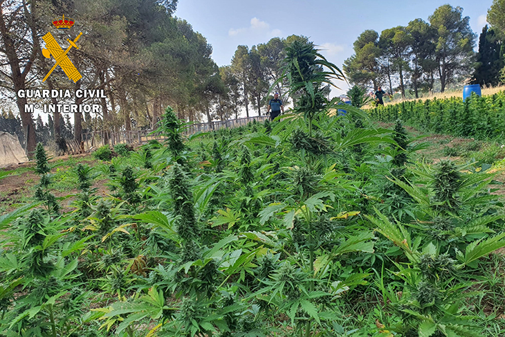 Descobreixen 5.350 plantes de marihuana en una parcel·la annexa a un antic càmping de Figueres