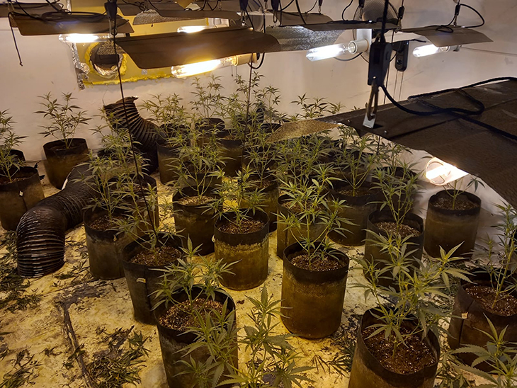 A presó un jove de 21 anys que tenia més de 16 quilos de cabdells de marihuana i 200 plantes a casa seva a Llagostera
