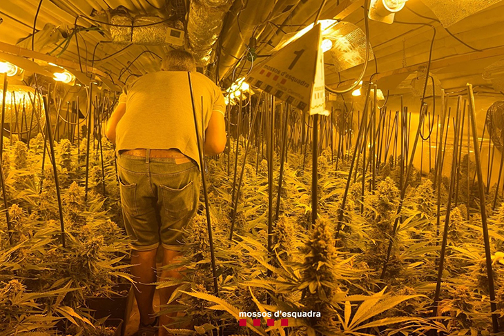 Desmantellen un cultiu amb 967 plantes de marihuana en un bar de Figueres