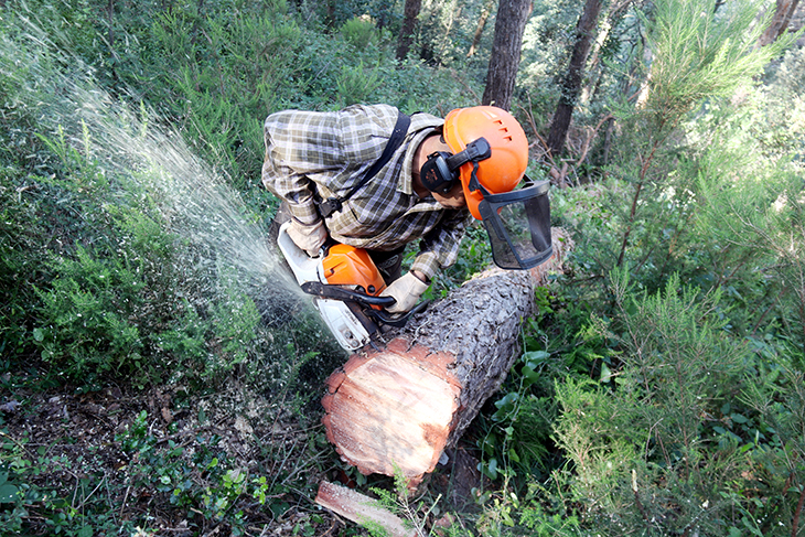 Talen 600 pins que la sequera ha matat al parc natural de la Garrotxa per reduir el risc d'incendi i evitar plagues