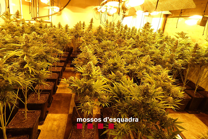 Desmantellen una plantació de marihuana en una casa de Sant Feliu de Guíxols valorada en 80.000 euros
