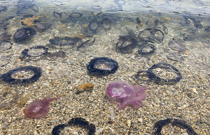 meduses port de la selva