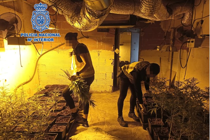 Detenen un integrant d'un grup criminal dedicat al cultiu de marihuana a Maçanet de la Selva i comissen 916 plantes