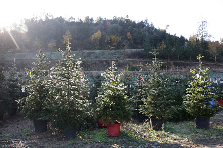 Els cultivadors d'arbres de Nadal augmenten un 12% les vendes en una campanya marcada per la sequera i la inflació