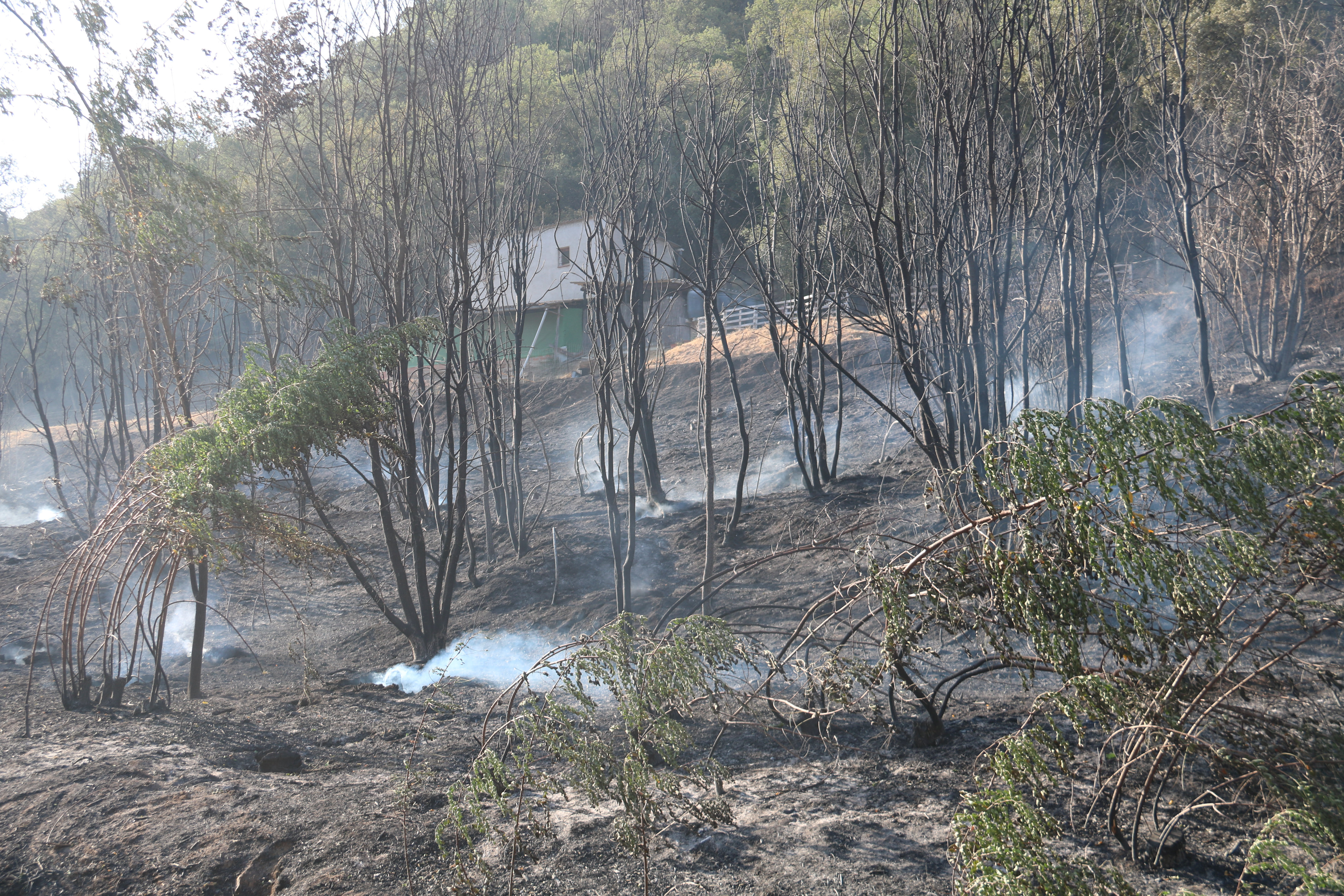 Estabilitzat l’incendi forestal d’Arbúcies que ha obligat a confinar un càmping i desallotjar dues urbanitzacions