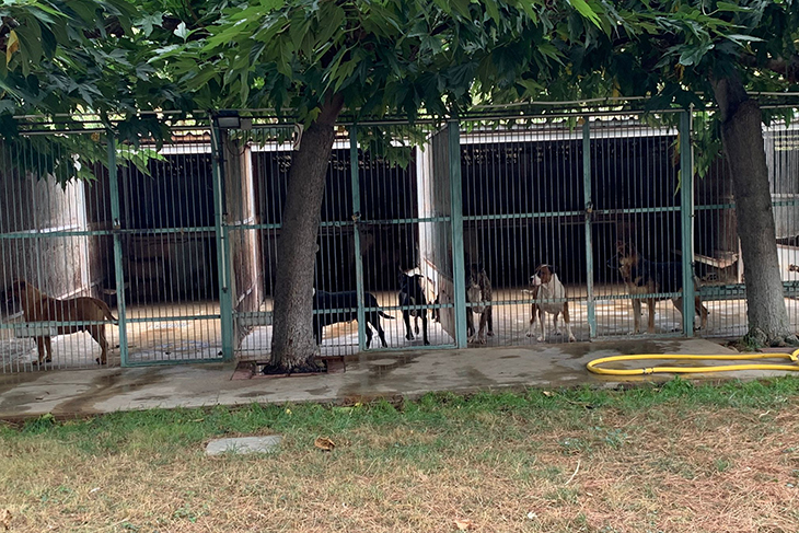 El Consell Comarcal retira els gossos de la protectora de Figueres amb una ordre judicial i els traslladarà a Albons