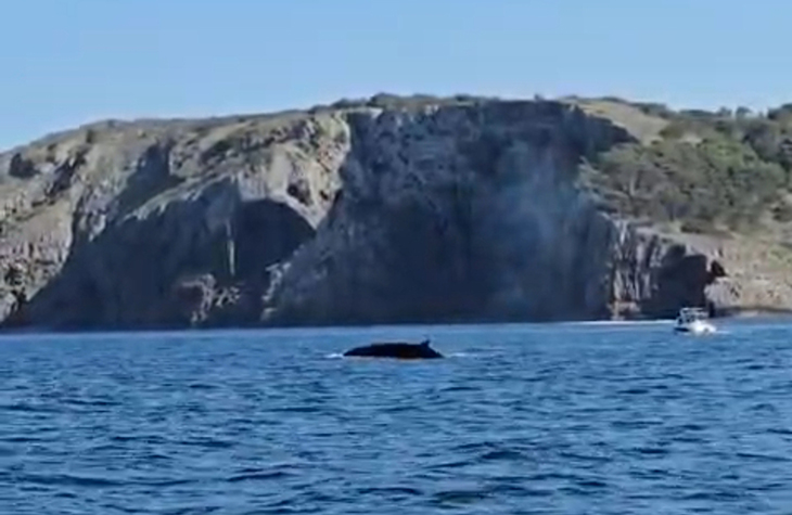 Albiren tres exemplars de balena rorqual des d'una barca a la costa del Montgrí