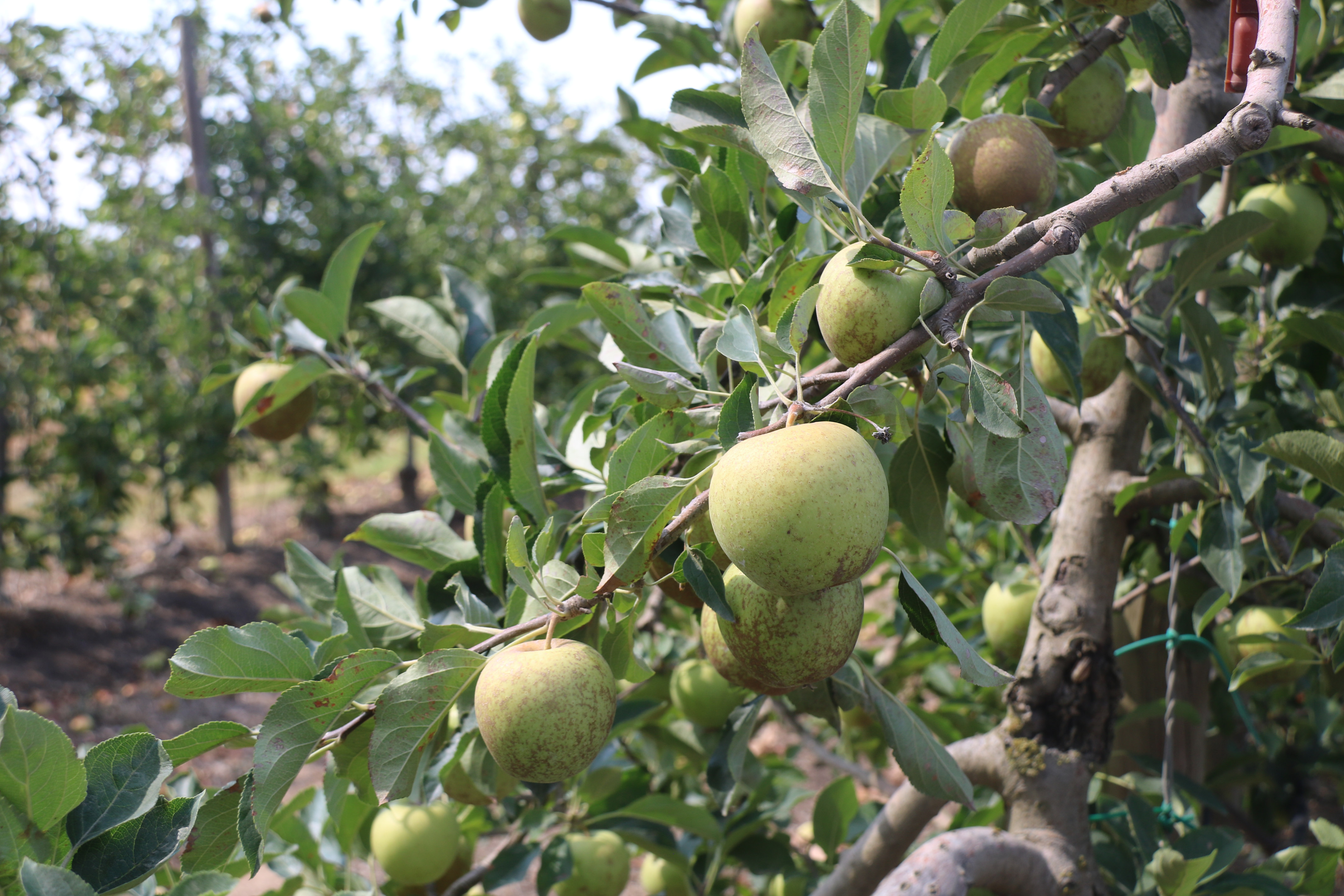 Els pagesos gironins asseguren una bona collita de poma, malgrat la declaració d'emergència a l'aqüífer Fluvià-Muga