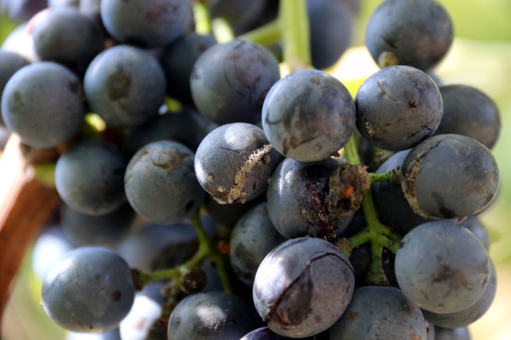 La Masia Serra abandona la DO Empordà després de la desqualificació d'un dels seus vins més emblemàtics