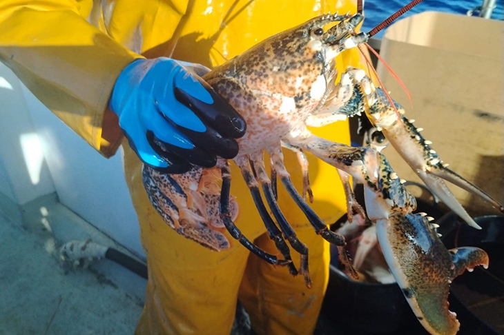 Els pescadors gironins engeguen la campanya del llamàntol després d'una veda de deu mesos