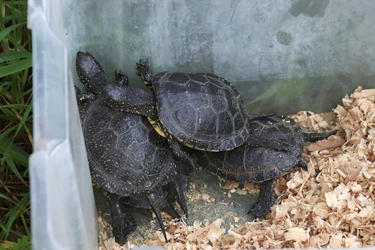 Alliberen sis tortugues d'estany a Foixà per recuperar l'espècie amenaçada al Baix Ter