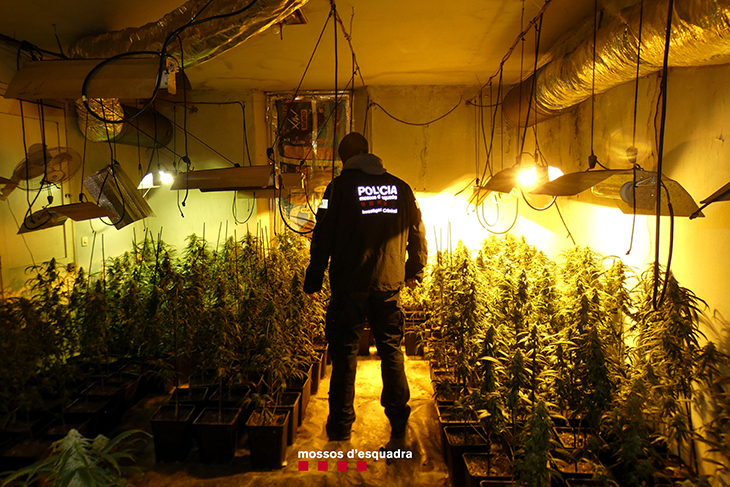 Els Mossos desmantellen un cultiu amb 1.000 plantes de marihuana en una casa de Vilanna