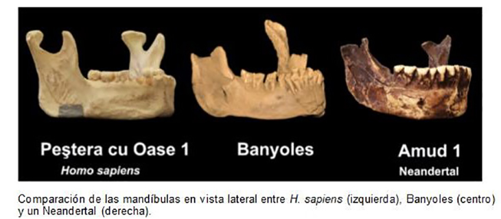 Un estudi científic conclou que la mandíbula de Banyoles seria el fòssil d'Homo Sapiens més antic d'Europa