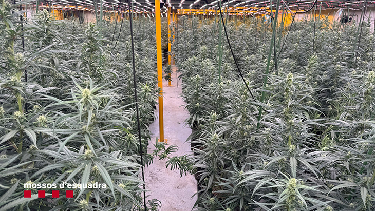 Dos detinguts i 1.000 plantes intervingudes en un cultiu il·legal de marihuana a Sant Feliu de Codines