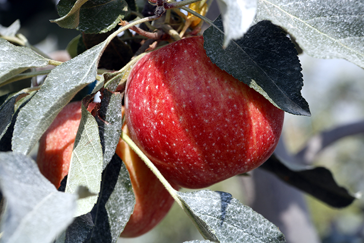 Els productors de Poma de Girona recullen 83.500 tones de fruita en la collita amb més diversitat de varietats