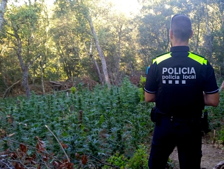 Tres detinguts i més de 3.800 plantes de marihuana comissades en cinc parcel·les de bosc a Vidreres