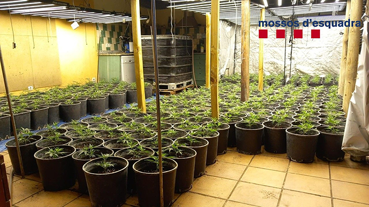 Detinguts a Torroella de Montgrí i Platja d'Aro vuit membres d'una banda dedicada al cultiu i tràfic de marihuana