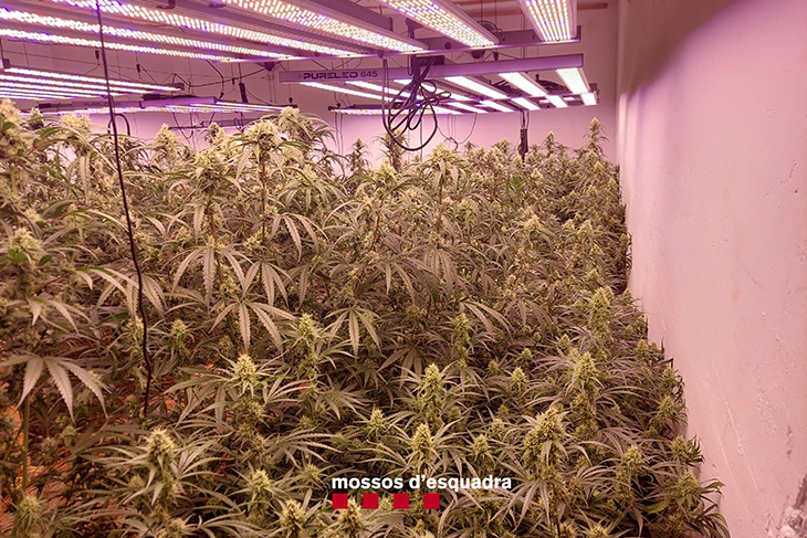 Els Mossos troben 1.586 plantes de marihuana en una nau agrícola de Vilanova de la Muga llogada com a taller mecànic