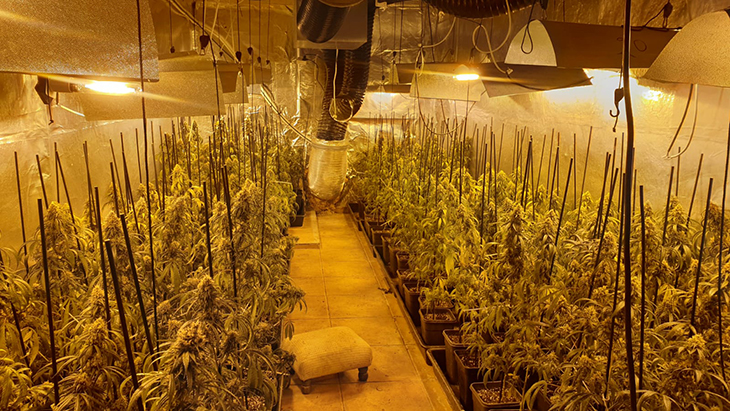 Decomissen prop de 400 plantes de marihuana en una casa d’Olivella