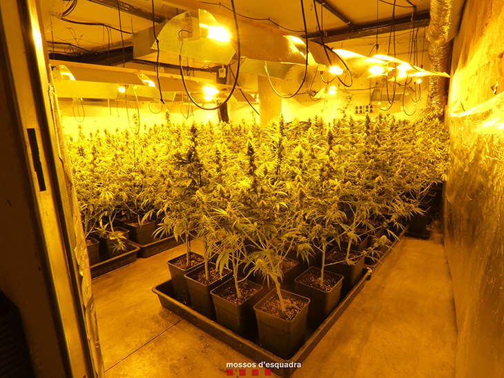 plantació de marihuana en una casa de l'Alt Penedès