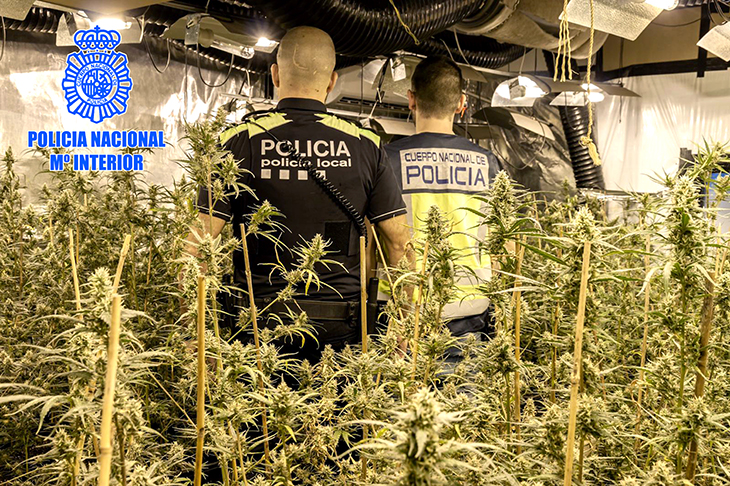 Intervenen més de 1.800 plantes de marihuana en dues plantacions interiors al Vendrell i a Cubelles