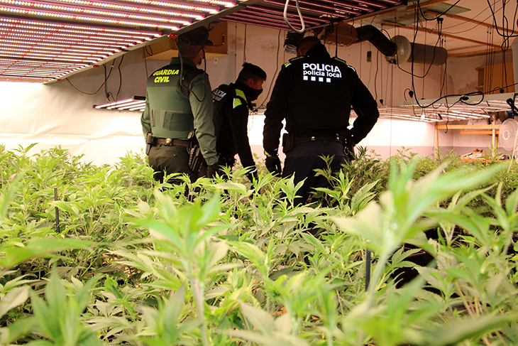 Almenys deu detinguts en un macrooperatiu contra el cultiu de marihuana en municipis del Baix Penedès i Tarragonès