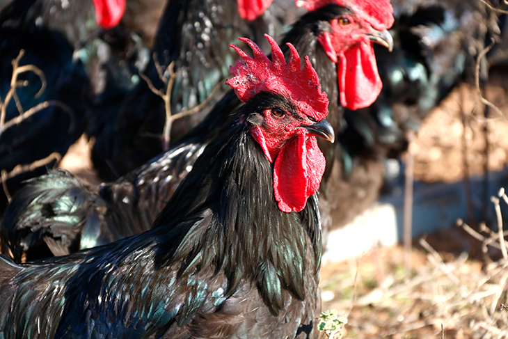 Augmenten les vendes de gall del Penedès tot i la pujada de preu fins els 2,5 euros el quilo