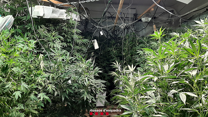 Detenen un home per cultivar més de 2.300 plantes de marihuana en una masia d'Òdena