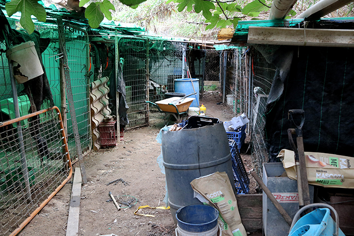 Rescaten 17 gossos que malvivien desnutrits i ferits en una finca de Banyeres del Penedès