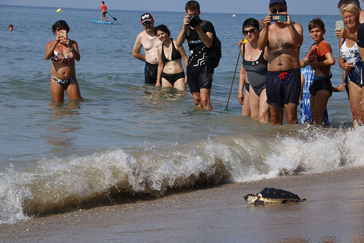 Alliberades catorze tortugues a la platja de Calafell