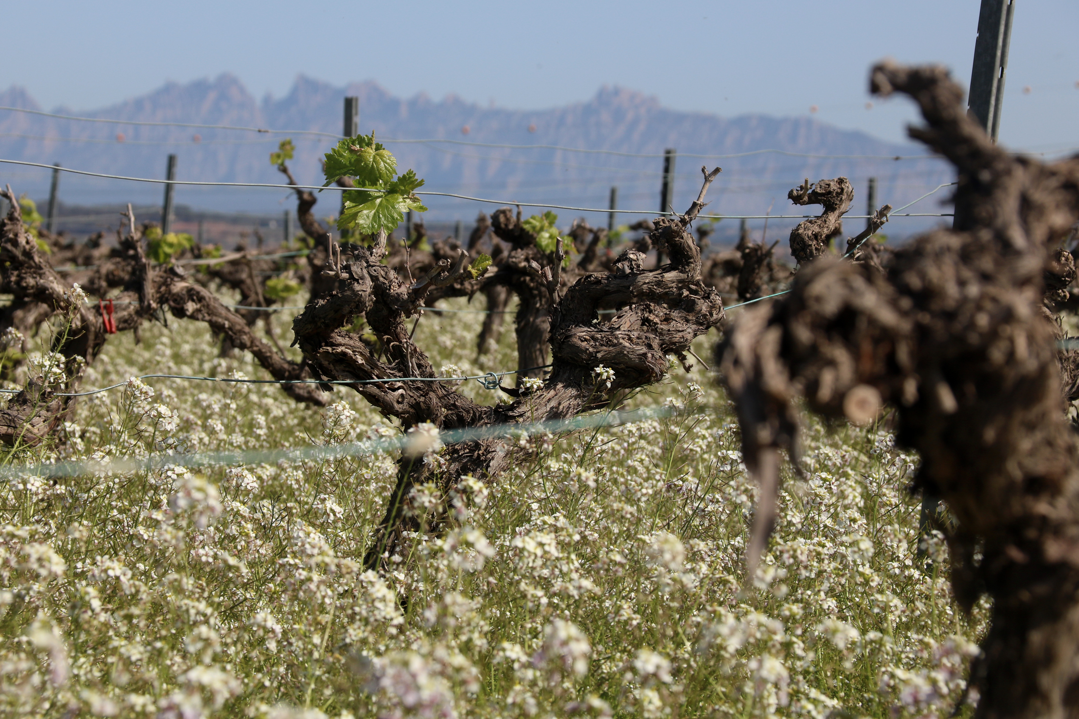 Pagesos i vinicultors constaten una “mortaldat important” a les vinyes del Penedès tot i les últimes pluges
