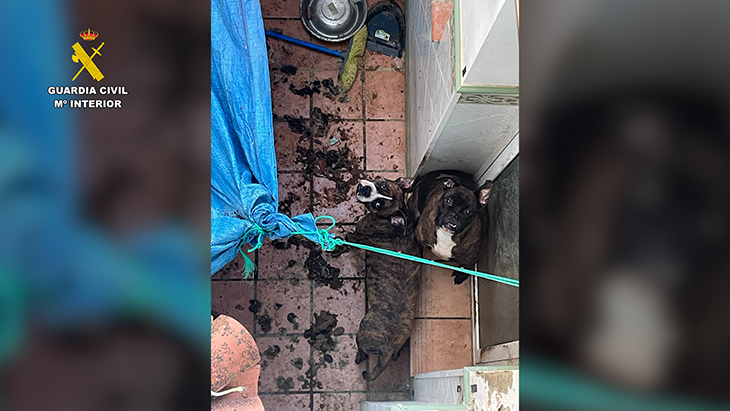 La Guàrdia Civil rescata dos gossos que es trobaven en males condicions a un pati de Santa Margarida de Montbui