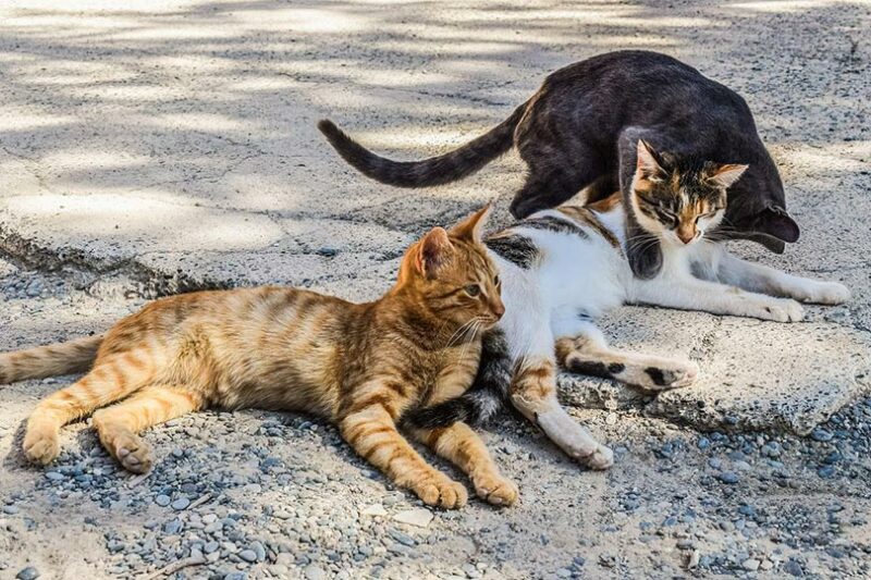 Un jutjat obliga l'Ajuntament del Vendrell a donar assistència a una colònia de gats d'un terreny privat
