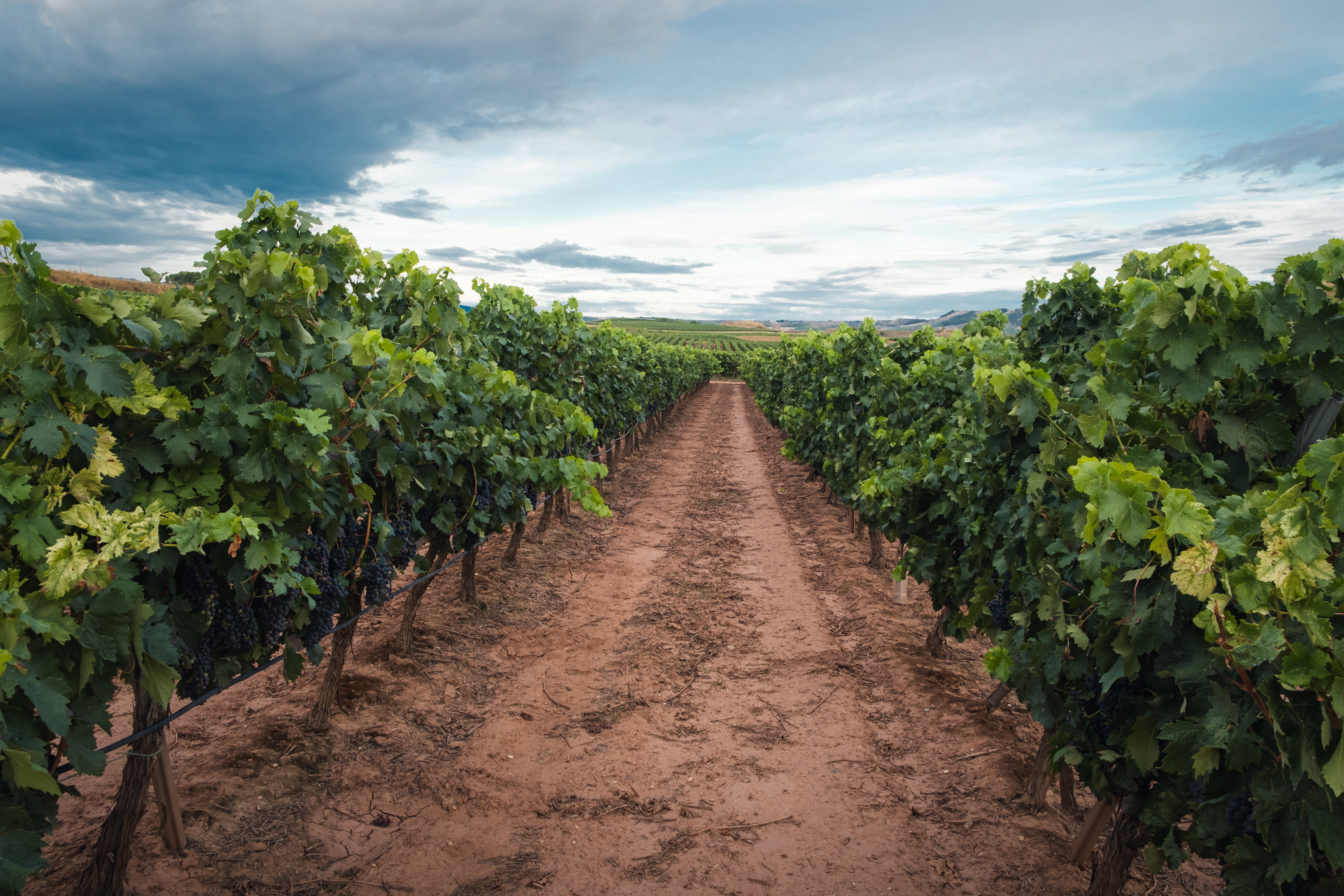 Corpinnat insta a adequar les plantacions de vinya per fer front a la sequera i reaprofitar l'aigua de pluja