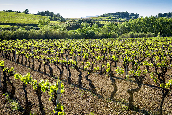 Codorniu pagarà el raïm fins a un 40% més car per compensar els efectes de la sequera que han patit els viticultors
