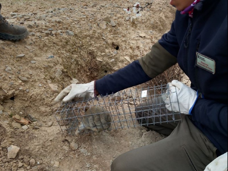 Més de 437.000 conills capturats a les zones de Ponent amb sobrepoblació