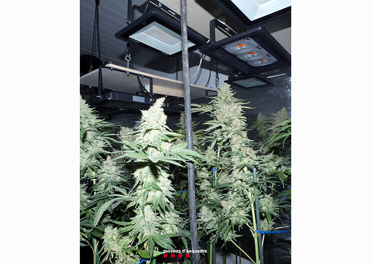 plantes de marihuana en una casa dels Omells de na Gaia