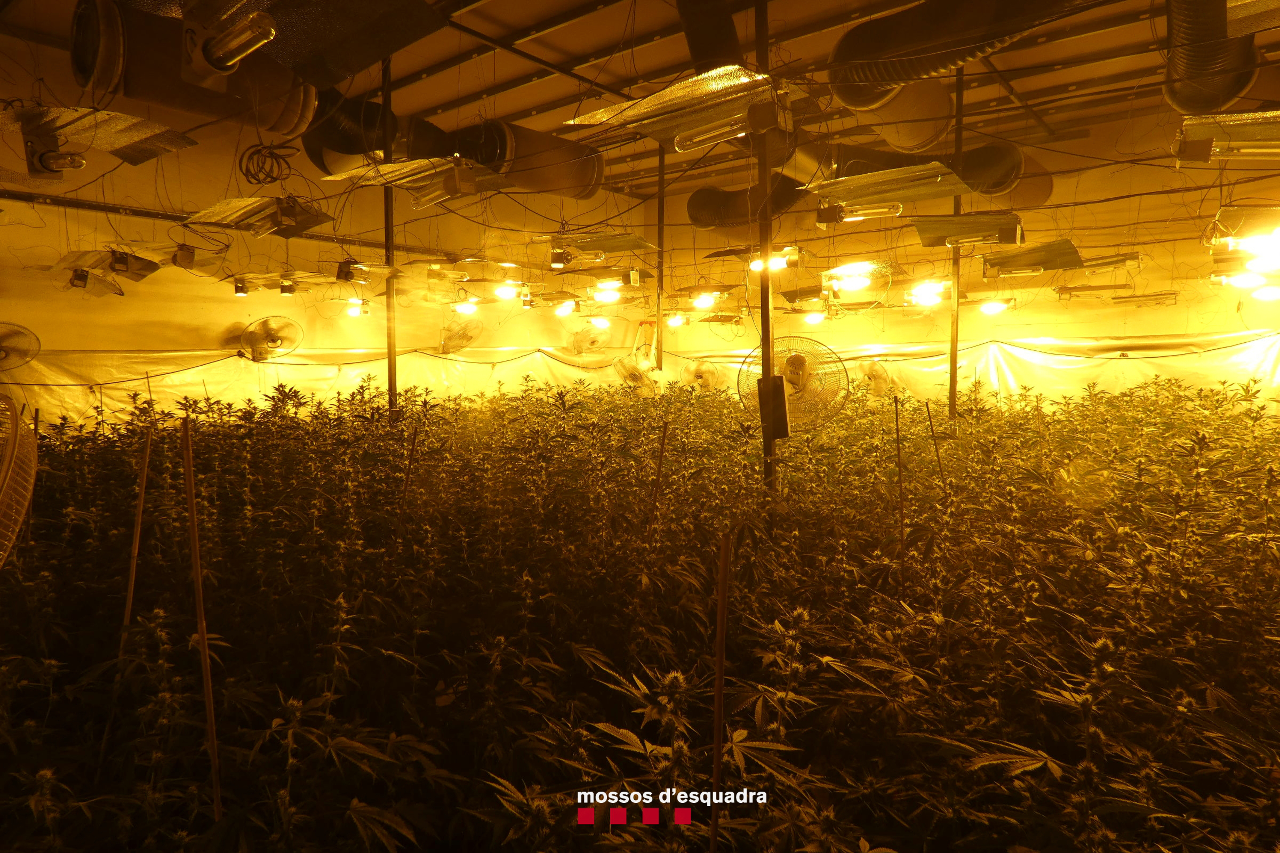 Desmantellada una plantació amb 2.139 plantes de marihuana en una nau del polígon Campllong de Balaguer