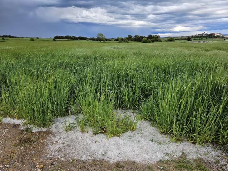 Una nova pedregada causa danys en cultius de les comarques de la Noguera, l'Urgell i part de la Segarra